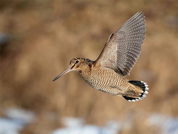 beccacce caccia in scozia